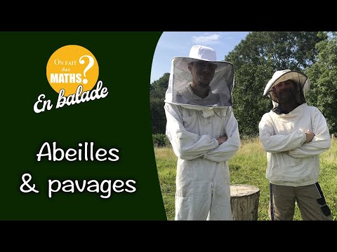 , title : 'OFDM en balade - Episode 01 - Les abeilles, mathématiciennes ? Balade au rucher "La Casseline"'