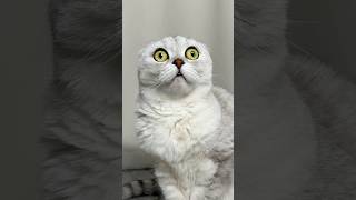 😳 #cat #cats #funny