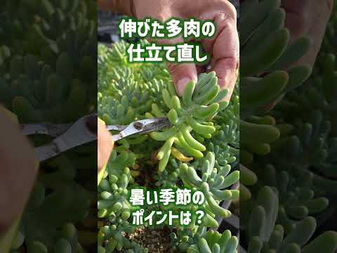 春の多肉植物の世話はどうすればいいですか？健康な植物へのガイド!  庭園