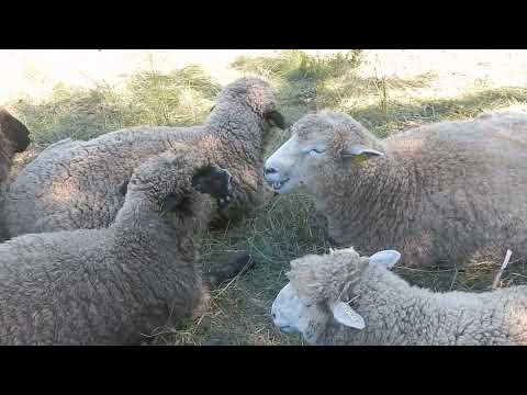 Lawn mowing in Lincoln, Massachusetts, without burning fossil fuels.