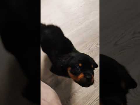 моя собачкааааа🤓