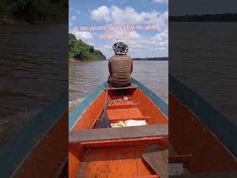vamos lá atrás desses peixes matrinxã Caracaraí Roraima Rio Branco