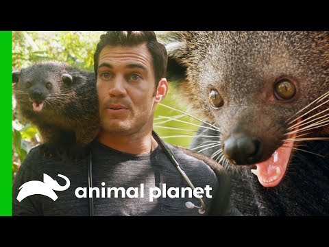image-Is Palawan Bearcat endangered?