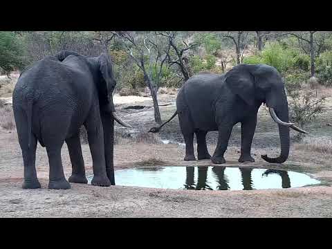 Djuma: Two Elephant bulls drinking at the pan - 12:51 - 09/18/21
