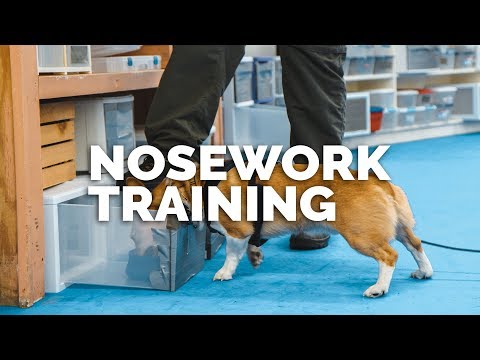 download lagu mp3 mp4 Andrew Ramsey Nosework, download lagu Andrew Ramsey Nosework gratis, unduh video klip Andrew Ramsey Nosework