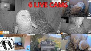 6 Live Birdcams | One Stream • Real Wildlife 24/7 – Charter Group Birdcams live webcam