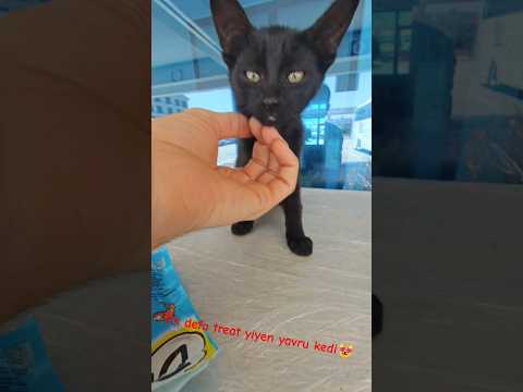 Yavru kedi ilk defa treat yiyor #yavrukedi #kedi #cat