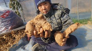 이게 도라지 더덕 인삼중 무엇일까요? 귀농 귀촌 전원일기