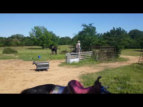 5/13/19 Spanky - 10yo APHA registered geld. Started calf roping horse.