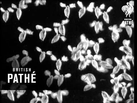 Secrets Of Nature - Water Folk  (1931)