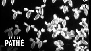 Трейлер превью