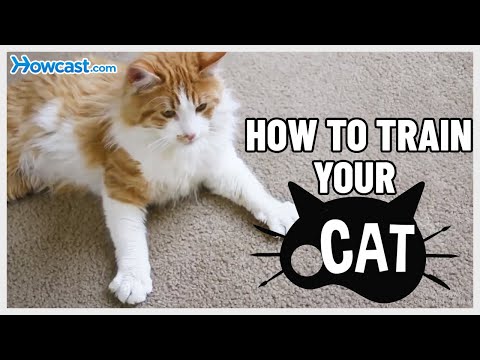 How to train your Cat - YouTube