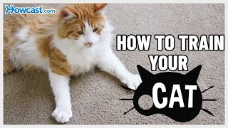 How to train your Cat