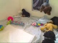 Familyintro Flv