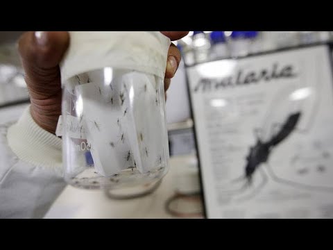 Scientists stunt parasite growth to tackle malaria