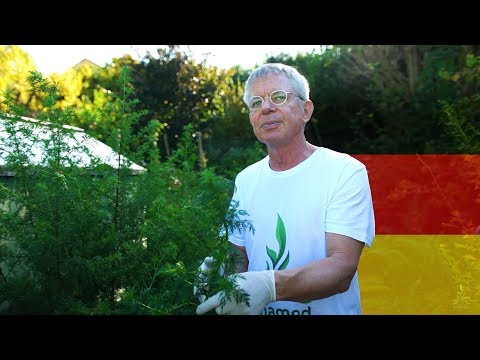 Artemisia annua anamed - vom Samen zum Tee