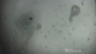 [閒聊] BMW i4 水漂失控