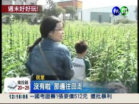 有吃又有玩! 胡麻田變大迷宮