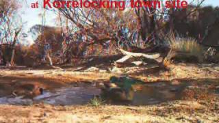 preview picture of video 'Mulga Parrots at Korrelocking'