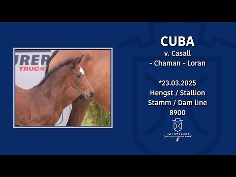 Holsteiner Fohlenauktion @ Hamburger Derby 2025 | Nr. 12 v. Casall - Chaman