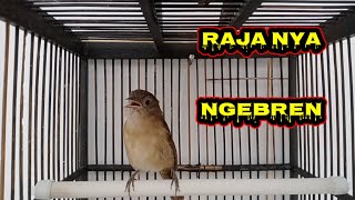 Download lagu flamboyan gacor rajanya ngebren nyiul super aktif mp3