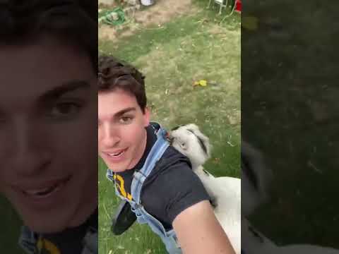 How to Survive a Rhea Attack #shorts