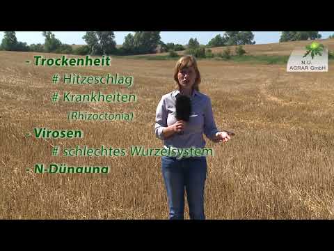 102. Feldexkursion: Weizen - Umverlagerung ins Korn - NU Agrar, 15.08.2018