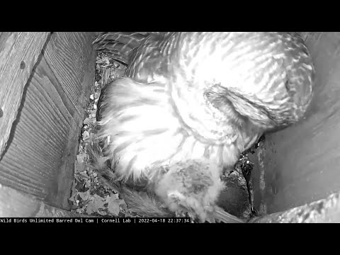 Barred Owl Chick Swallows Bird Whole! – April 18, 2022