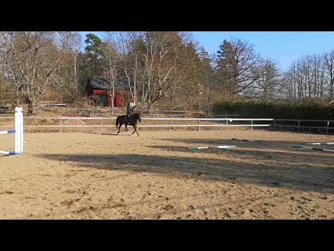 Få din häst uppmärksam och lydig med "fyrklövern"