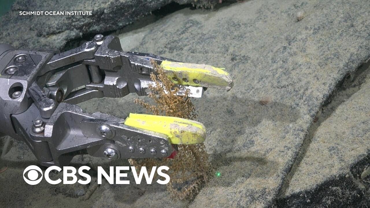 Antarctic ice shelf reveals never-before-seen seafloor ecosystem