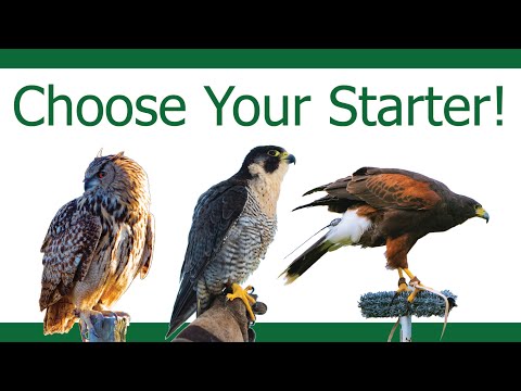 How to choose your First Bird of Prey