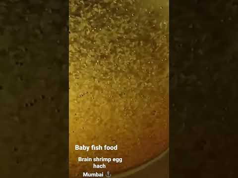 brain shrimp egg fish food for baby fish 🐠
