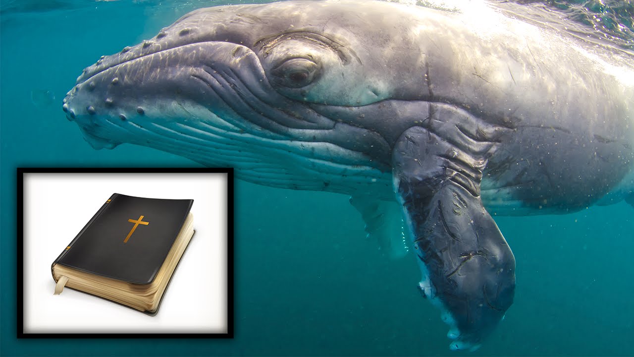 Bible Story About Man Living In Whale Is True, Says Fox 'Historian' thumbnail