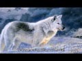 Nastia Poleva - White wolves/Настя Полева - Белые волки ...