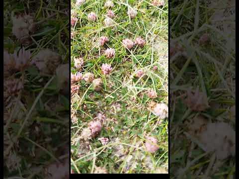 Erdbeer-Klee (Trifolium fragiferum): Der salztolerante Bodendecker für den Naturgarten