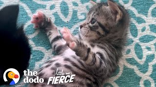 Kitten Abandoned In Box Grows Up To Be A Wild Child | The Dodo Little But Fierce