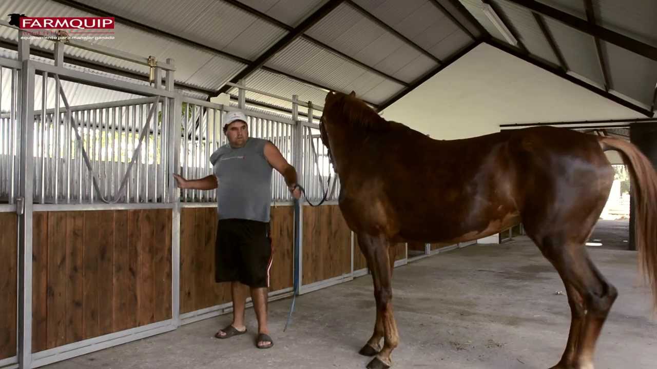 Watch Boxes para caballos Farmquip Now Boxes para caballos Farmquip