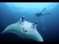 Dance of the Giants- Die Mantas von Nusa Penida (Bali 2016) HD