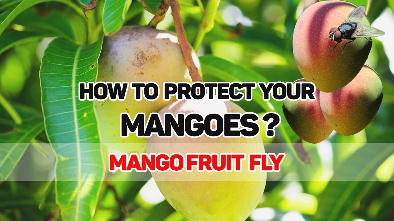Mango fruit fly | How to prevent insects scientifically