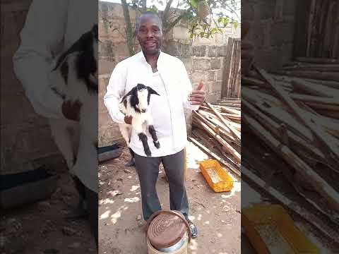 , title : 'The best breed for Goat farmers in Nigeria @animalparadisefarm +2348026815320'