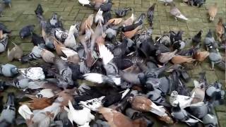 Download lagu ALUN ALUN MADIUN - Manuk Doro mp3 Download lagu ALUN ALUN MADIUN - Manuk Doro mp3