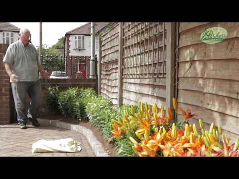 download lagu mp3 mp4 Dwarf Oriental Lily Bulbs, download lagu Dwarf Oriental Lily Bulbs gratis, unduh video klip Dwarf Oriental Lily Bulbs