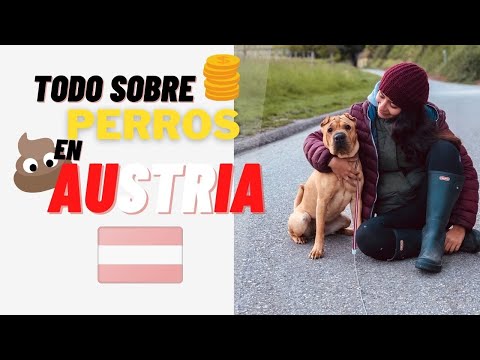 LOS PERROS EN AUSTRIA: IMPUESTOS, OBLIGACIONES Y PRIVILEGIOS 🐶🐕