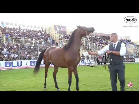 N 165 PAMELA DIMAR   Manda Arabian Horse Show   Mares 4 Years Old Class 17