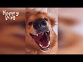 Funny animals - Funny cats / dogs - Funny animal videos #89