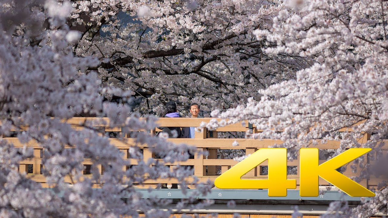 Tokyo Best Sakura Spot : Shakujii Kawa