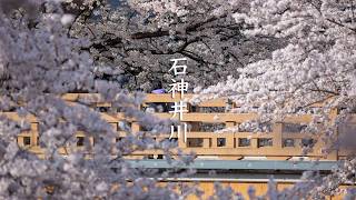 Tokyo Best Sakura Spot : Shakujii Kawa video preview