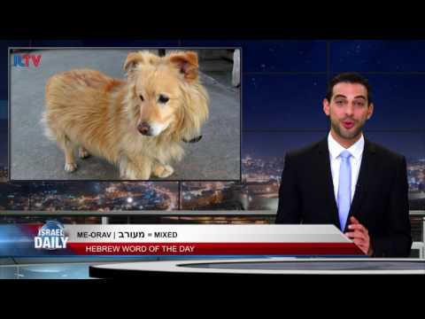 Hebrew Word of the Day: Mixed