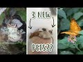 BUTTERFLY FARM NEW PETS Vlog