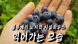 블루베리 노지와 시설하우스 익어가는 모습